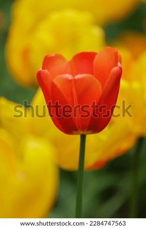 blooming red tulip among yellow petals in flower bed in park. spring fresh blossom in sunlight. grow plants in garden for sale in flower salon. florists, bouquet as gift, nature background