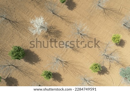 Drone scenery of almond trees in spring covered with white blossoms. Top view, drone landscape panorama.