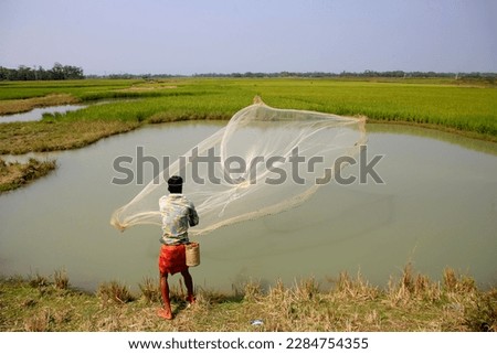 A young man is catching fish by throwing a net in shallow water next to a green paddy field.