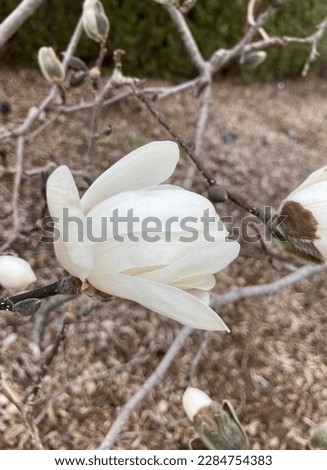 spring magnolia flower in the garden