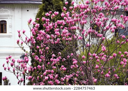Blooming magnolia tree in springtime garden