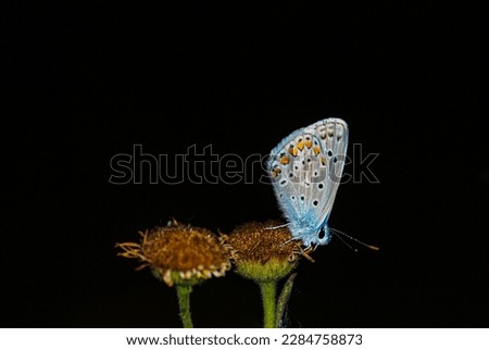 a butterfly on the flower