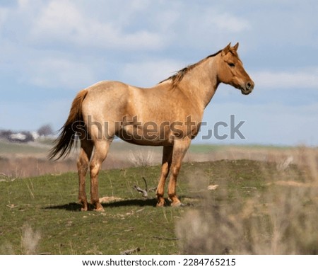 Dun roan mare on pasture in April Royalty-Free Stock Photo #2284765215