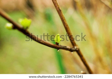 Young buds on the bushes during spring.