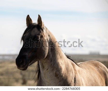 Grullo Roan AQHA stallion in April Royalty-Free Stock Photo #2284768305