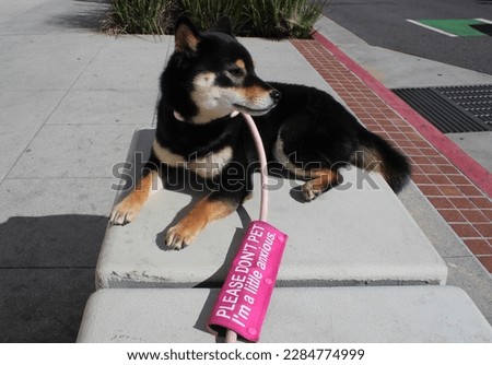 Urban Shiba Inu Dog With No Petting Sign. Shiba Inus are known to be skittish but living in a big city can make any dog uneasy.