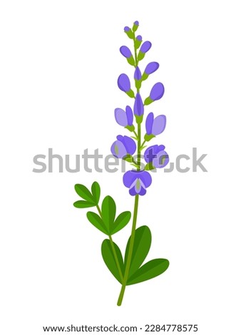 Vector illustration, blue wild indigo baptisia australis, isolated on white background. Royalty-Free Stock Photo #2284778575