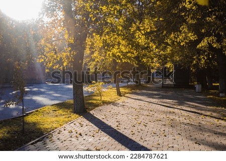 Beautiful landscape with yellow trees and sun in the park. Falling leaves.