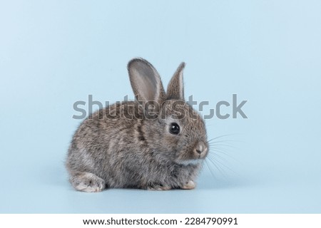 A healthy lovely baby brown bunny easter rabbit on white background. Cute fluffy rabbit on white background Lovely mammal with beautiful bright eyes in nature life. Animal Easter symbol concept.