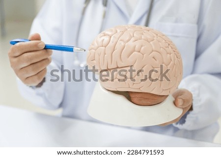 Neurologist hand pointing brain anatomy human model and brain disease lesion on white background.Part of human body model with organ system for health and doctor student study in university. Royalty-Free Stock Photo #2284791593