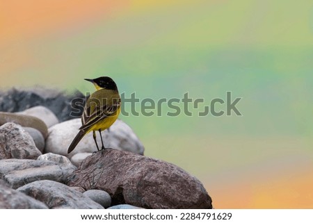 Western yellow wagtail or blue headed wagtail resting on river stones.Soft green blue and orange background. Motacilla flava.