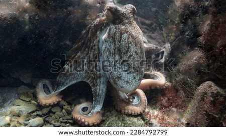Close-up view of a Common Octopus under deepwater