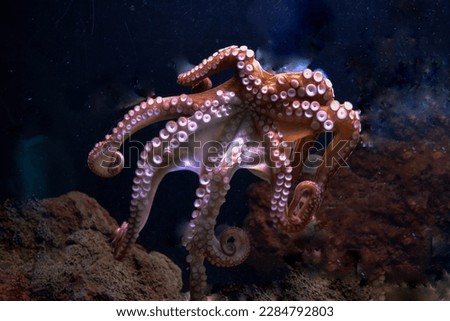Close-up view of a Common Octopus under deepwater