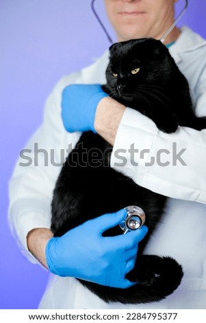 Cat health.Veterinary procedures for cats.Examining a cat with a doctor. black cat in the hands of a veterinarian on a purple background.Medicine for animals.