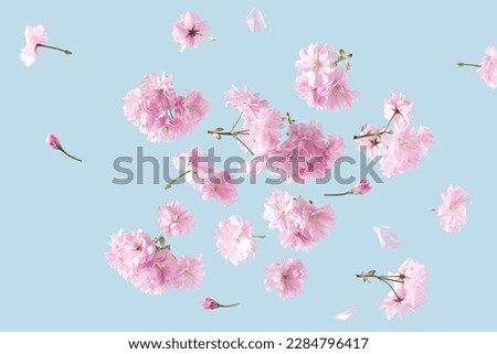 Spring flowers fly on a blue sky background. Beautiful pastel pink flower arrangement. Summer aesthetic concept.