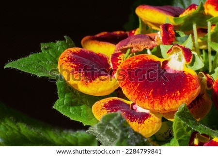 strange Calceolaria grandiflora (slipperwort) with inflated pouches that look a bit like purses or slippers Royalty-Free Stock Photo #2284799841