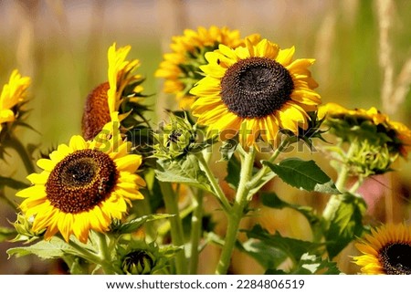 The common sunflower (Helianthus annuus), sunflower flowers in late summer Royalty-Free Stock Photo #2284806519