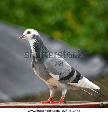 Rock pigeon bird | Bird picture| Pigeon 