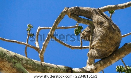 full shot of a sloth in the branches of a tree with a blue sky in the background