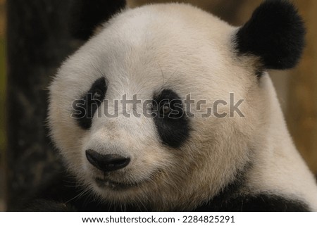 Giant Panda curiously standing, Chengdu, Sichuan, China