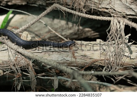 Water Snake In The Louisiana Swamp. March 2023.