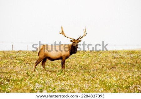Costal Elk in a Meadow