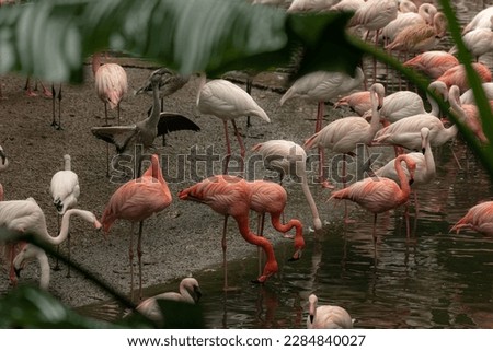 Pink flamingos against green background, horizontal image