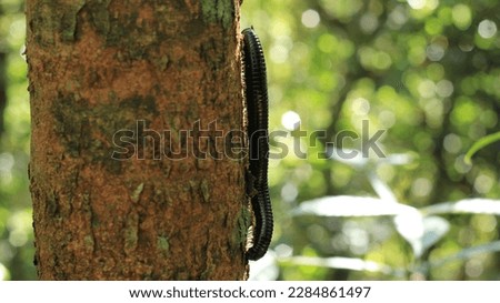 centipede in the rainforest Sinharaja, Sri Lanka Royalty-Free Stock Photo #2284861497