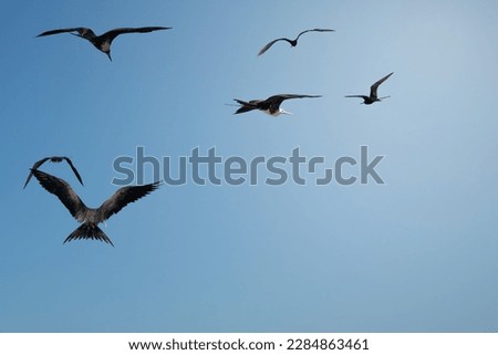 seagull birds flying in blue sky, fly concept Royalty-Free Stock Photo #2284863461