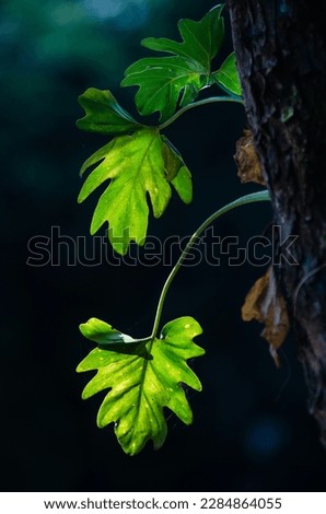 Green Nature Leaf Background Picture
