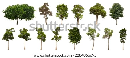 isolated tree green set is located on a white background. Collection of isolated tree green on white background Tropical tree Royalty-Free Stock Photo #2284866695