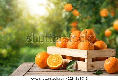 Fresh oranges in wooden crate with orange plantation background.
