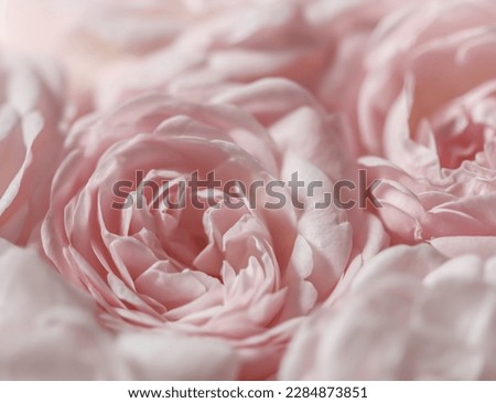 Botanical concept, wedding invitation card - Soft focus, abstract floral background, pale pink roses. Macro flowers backdrop for holiday brand design