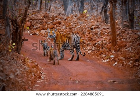 Indian Tiger Family in Forest. Mother Tigress with small cubs. Safari with Maharashtra Tigers in Wildlife. Walking Tigers. Predators. Tadoba Tiger Reserv. 