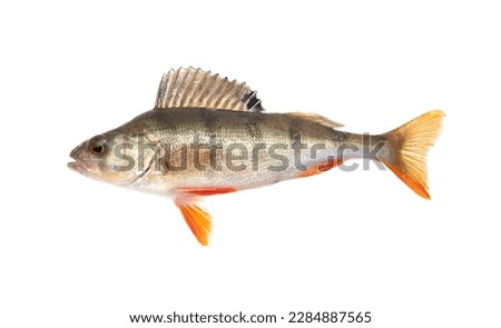 Perch fish isolated on a white background Royalty-Free Stock Photo #2284887565