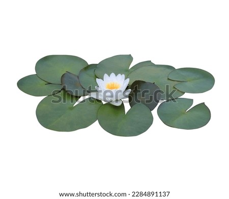 Lotus or Water lily or Nymphaea flower. Close up white lotus flower on lotus leaves isolated on white background. Royalty-Free Stock Photo #2284891137