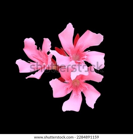 Oleander or Sweet Oleander or Rose Bay flowers. Close up pink flowers bouquet isolated on black background.
