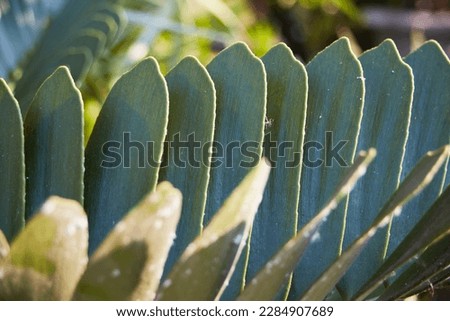 green background nature flower plant colorful summer color leaf garden tree texture brown