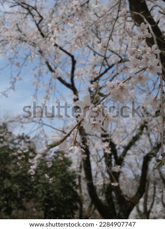 Beautiful cherry trees in full bloom