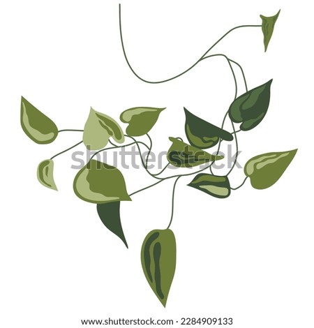 Tropical liana vine plant. Epipremnum clip art, creeper, flower. Home plant
