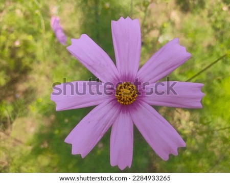 cosmos flower  the beauty of nature blooms in spring