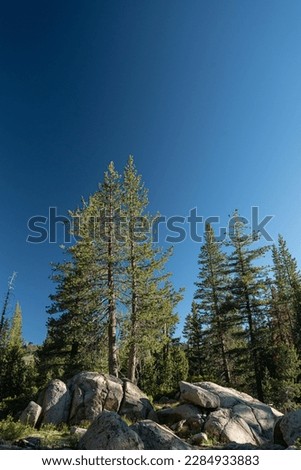Tall evergreens above boulders near Donner Pass and Summit in Sierra Nevada mountains.