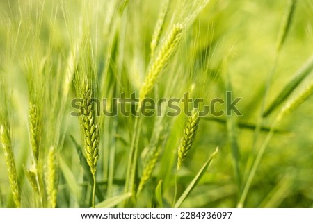 Agricultural wheat crop field with panicles grown and hanging to the plant. Used selective focus.