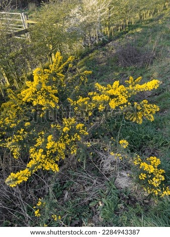 The intense yellow of fresh gorse bushes in springtime in Combe Valley, East Sussex, England