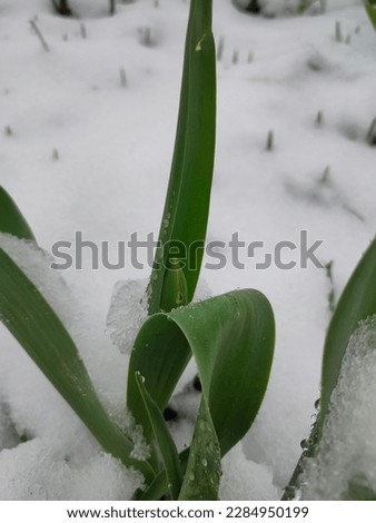spring winter, flowers in snow 