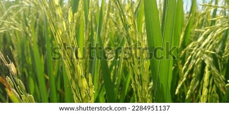 The weather was late afternoon, with the condition of the rice plants turning yellow soon