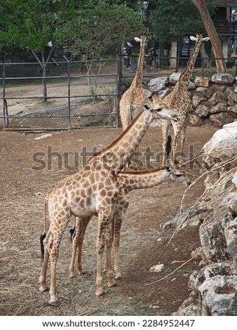 Many giraffes are standing in the zoo