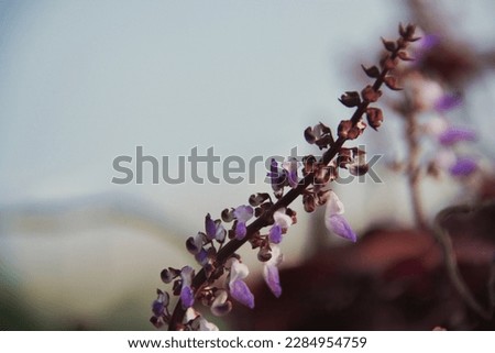 A close-up of a fresh lavender plant in full bloom, its fragility captured through the soft purple tones and delicate leaves. A picture perfect snapshot of springs beauty.