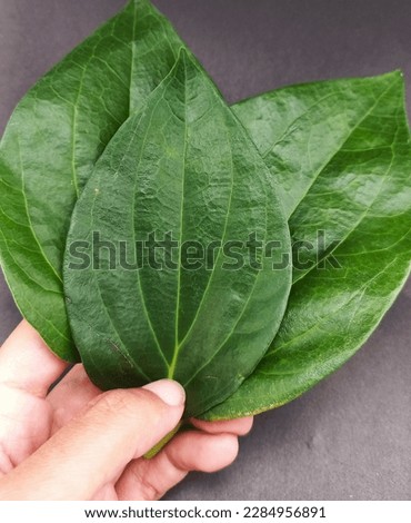 Betel leaves are rich in health benefits, usually these leaves are used by old people for betel nut or "nginang" and are good for dental health Royalty-Free Stock Photo #2284956891