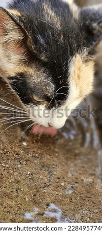 Cat drinking water, cute animal pic, cute pet